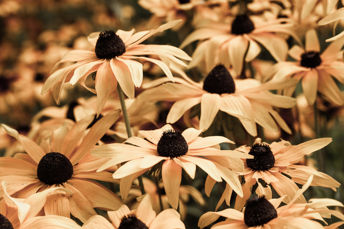 modern-3-piece-aluminium-print-daisies-in-sepia