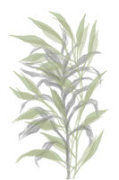 framedposter-print-silent-bamboo-leaf