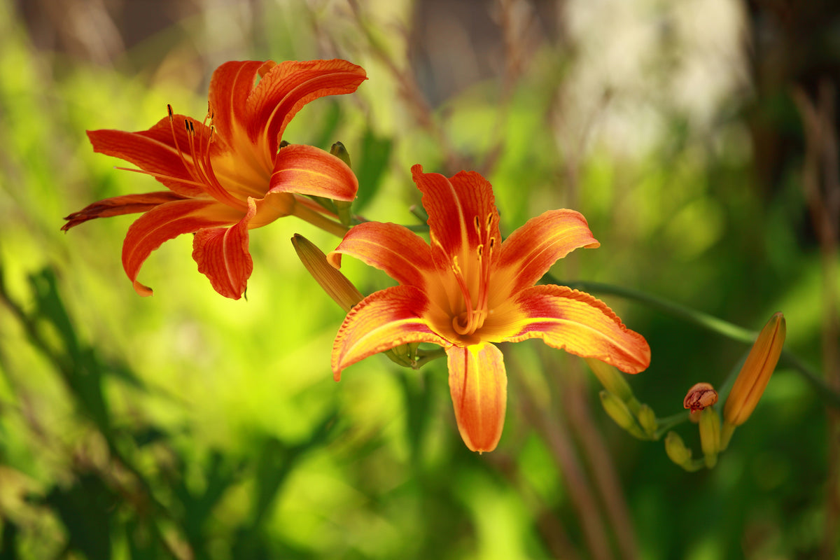canvas-print-lilies-in-nature