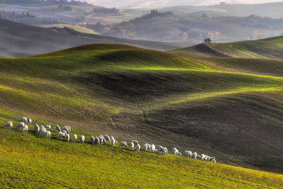 poster-print-pastoral-x