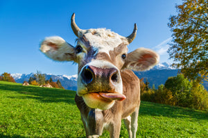poster-print-cow-on-the-alp