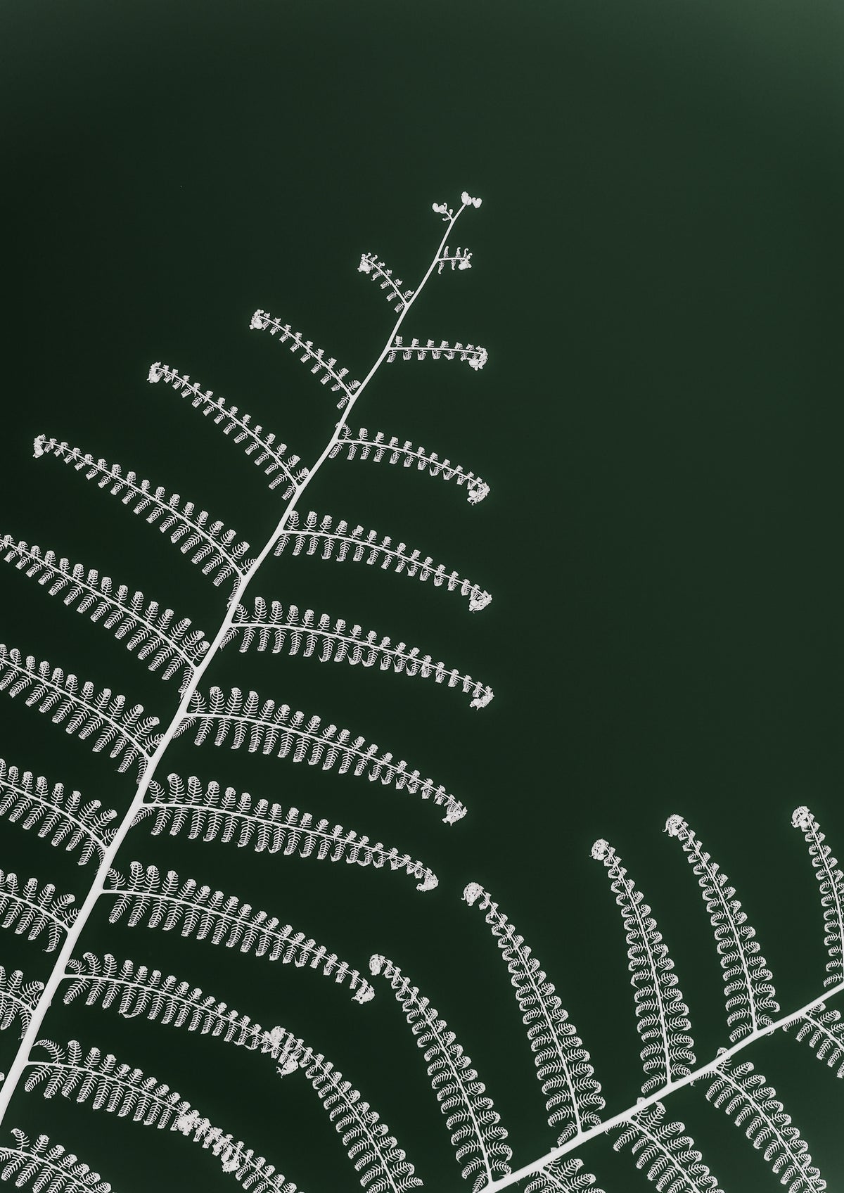 acrylic-print-fern039s-gentle-curve
