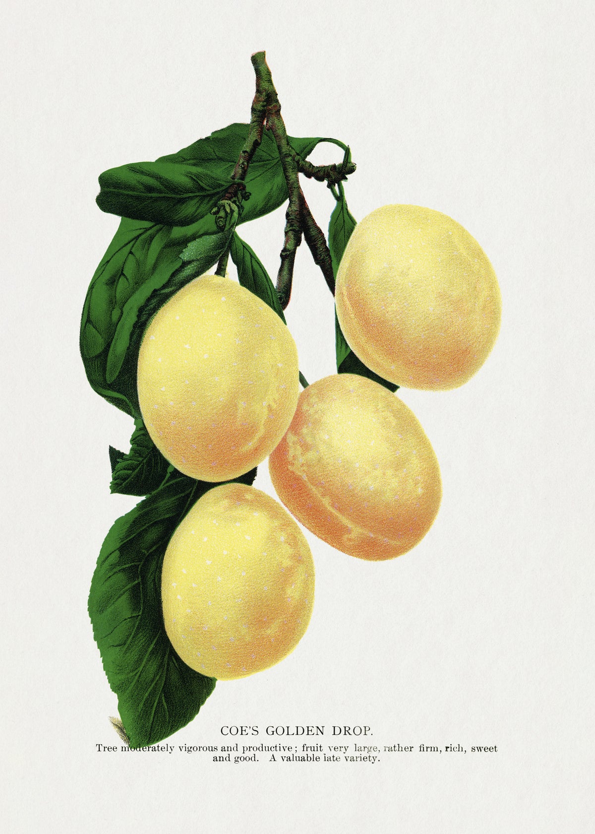 acrylic-print-coes-golden-drop-plum-lithograph
