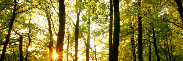 panoramic-acrylic-print-sunset-between-trees-panorama