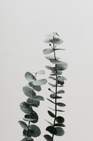 framedposter-print-eucalyptus-natural-03