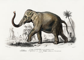 framedposter-print-asiatic-elephant