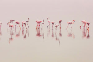 aluminium-print-water-ballet-x