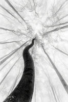 framedcanvas-print-the-winter-2