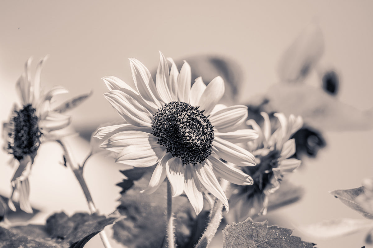 framedposter-print-sunflowers-sw