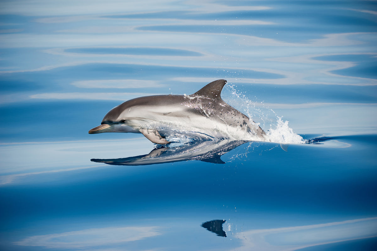 framedcanvas-print-striped-dolphin-x