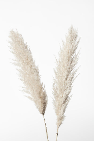 poster-print-pampas-white