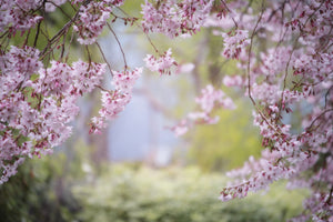 aluminium-print-in-the-beautiful-spring