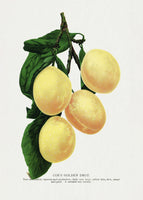 canvas-print-coes-golden-drop-plum-lithograph