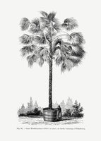 poster-print-vintage-palm-tree-drawing-x