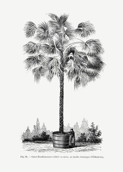 poster-print-vintage-palm-tree-drawing-x