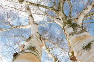 canvas-print-the-2-birches