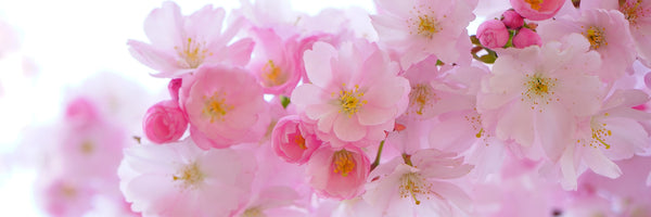 panoramic-canvas-print-japanese-cherry-blossom-xl-panorama