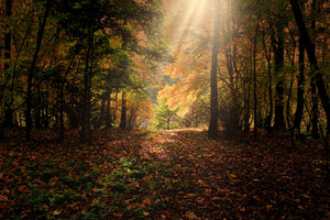 3-piece-canvas-print-the-deciduous-forest