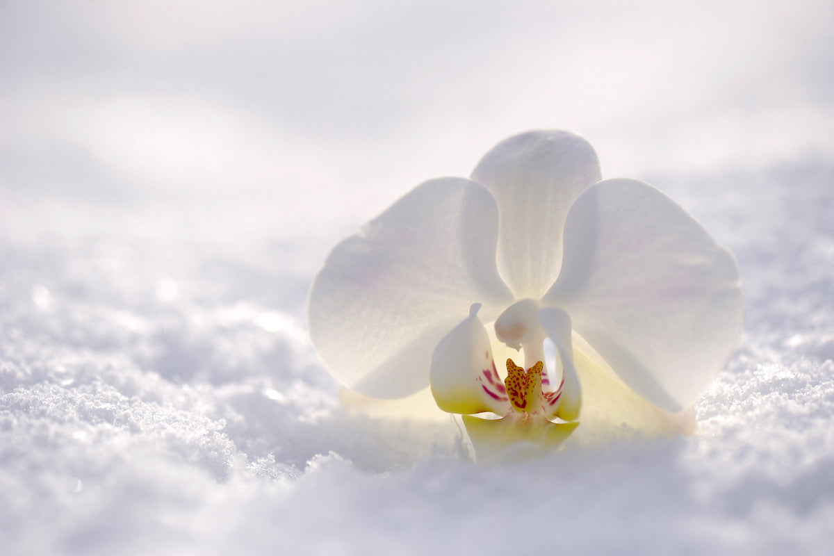 framedcanvas-print-the-orchids-bloom