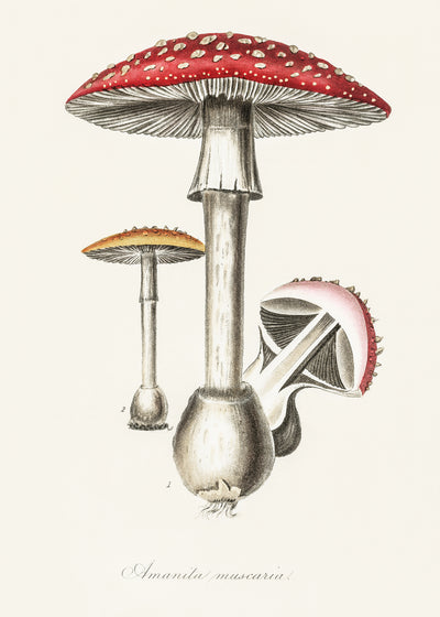 poster-print-amanita-muscaria-illustration