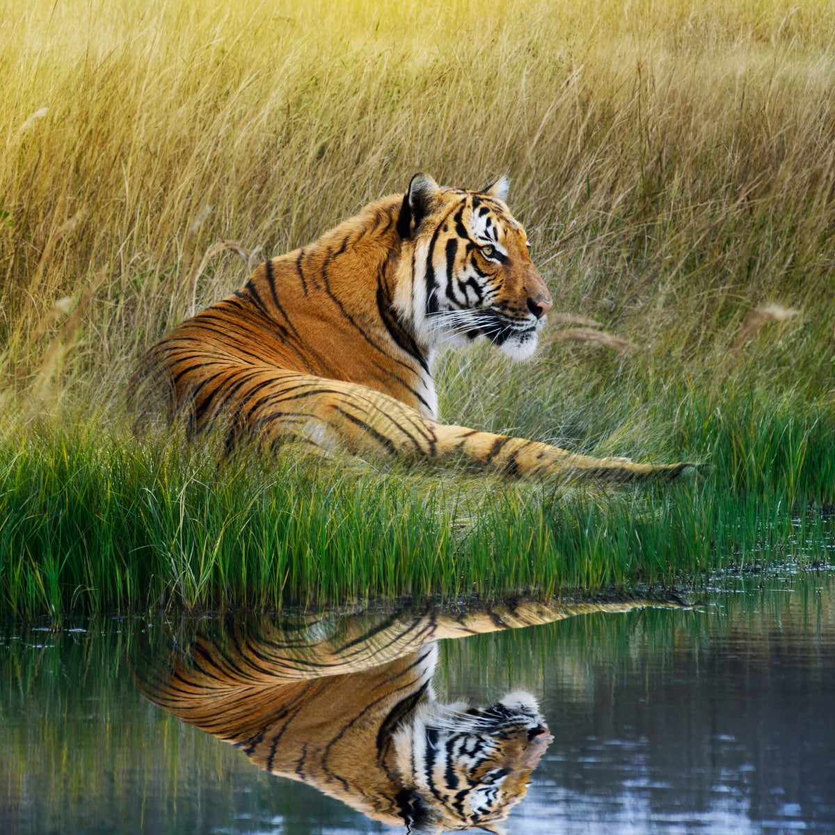 canvas-print-the-tiger