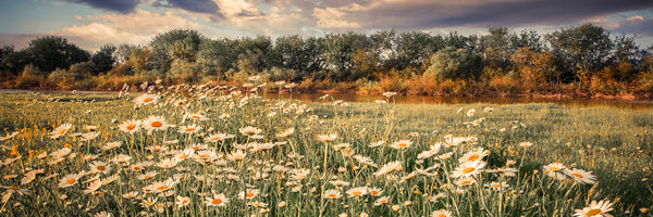 panoramic-canvas-print-the-ox-on-the-river-panorama