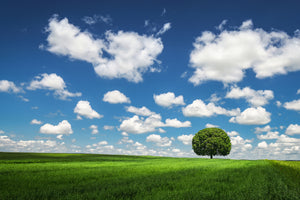 framedposter-print-lonely-tree-x