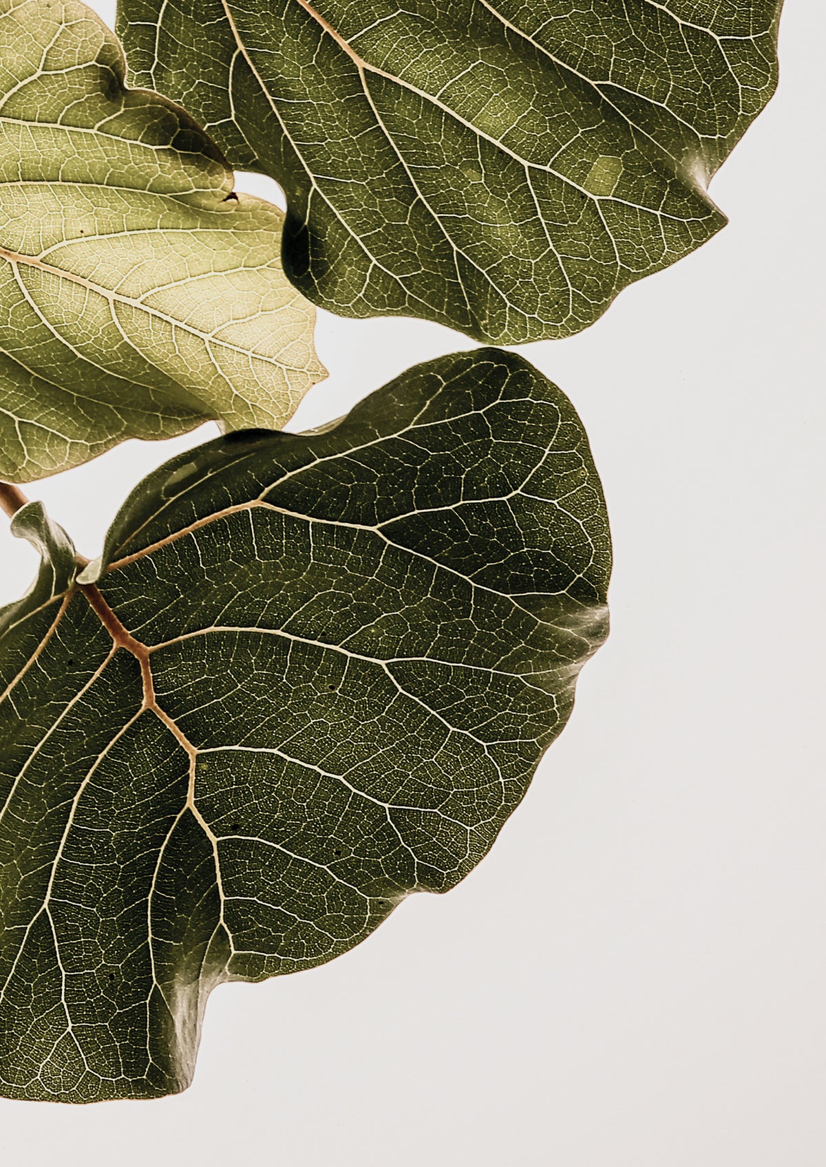 canvas-print-leaf-veins-symphony