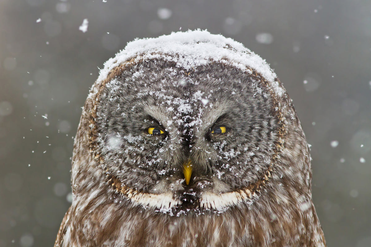 acrylic-print-great-grey-owl-winter-portrait