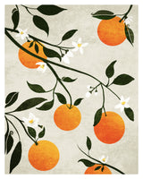 poster-print-oranges-in-bloom