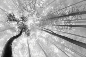 canvas-print-fog-in-the-treetops-2