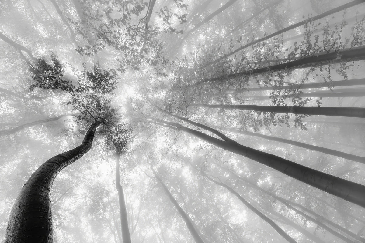 canvas-print-fog-in-the-treetops-2