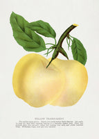 aluminium-print-yellow-transparent-apple-lithograph