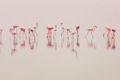 poster-print-water-ballet-x
