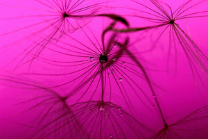 canvas-print-dandelion-in-pink