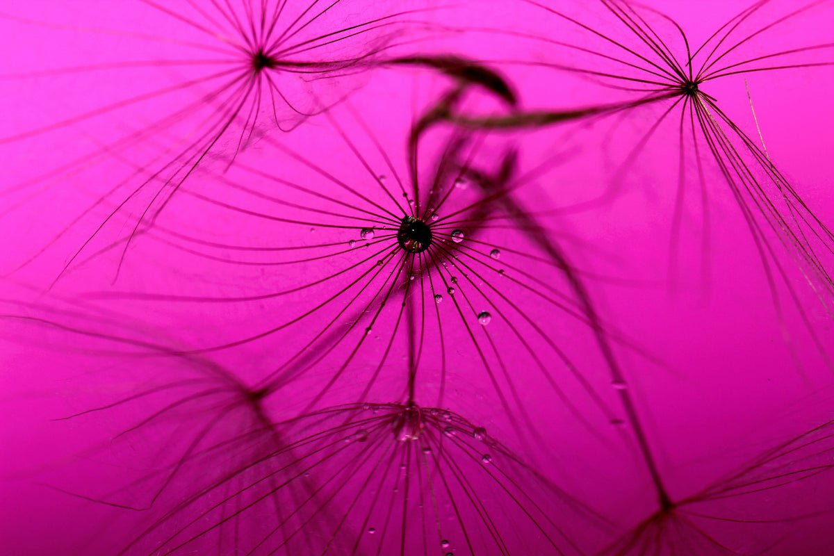 canvas-print-dandelion-in-pink
