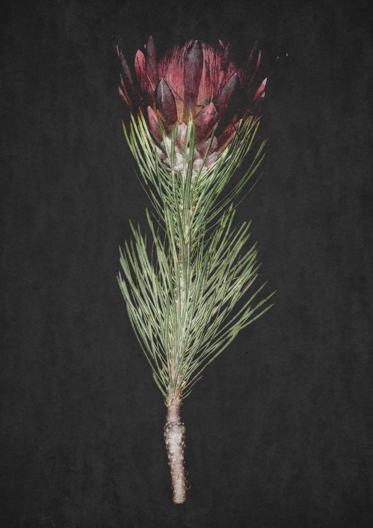 framedcanvas-print-protea-serenity