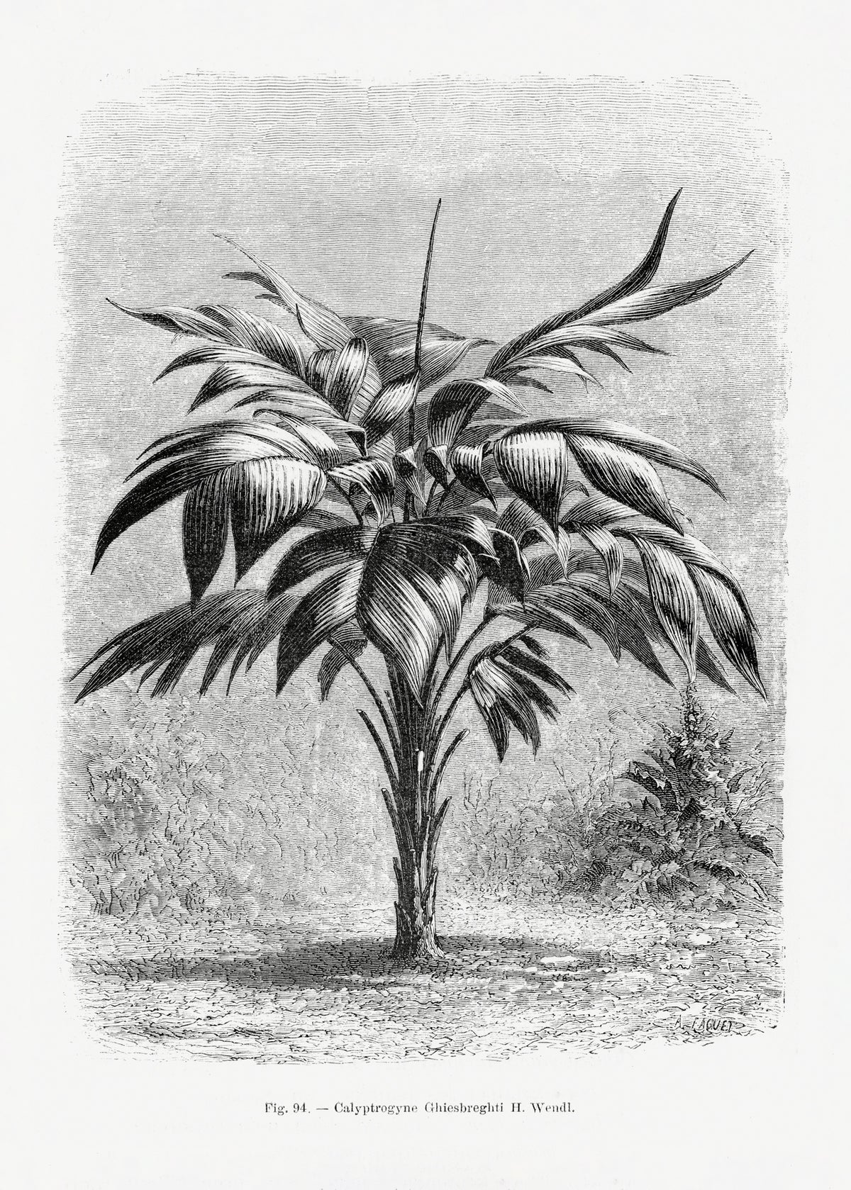 canvas-print-vintage-palm-tree-drawing-viii