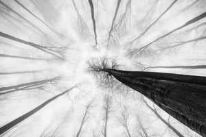 3-piece-canvas-print-tree-trunk