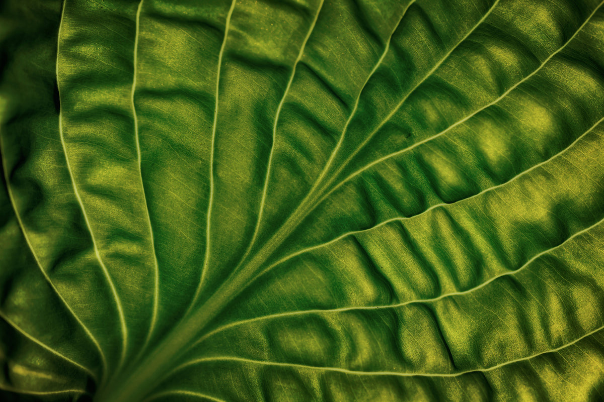 modern-3-piece-acrylic-print-leaf-of-a-hosta