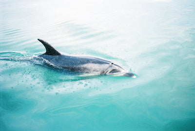 poster-print-dolphin-nz-northern