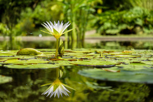 3-piece-canvas-print-water-lily-in-nature