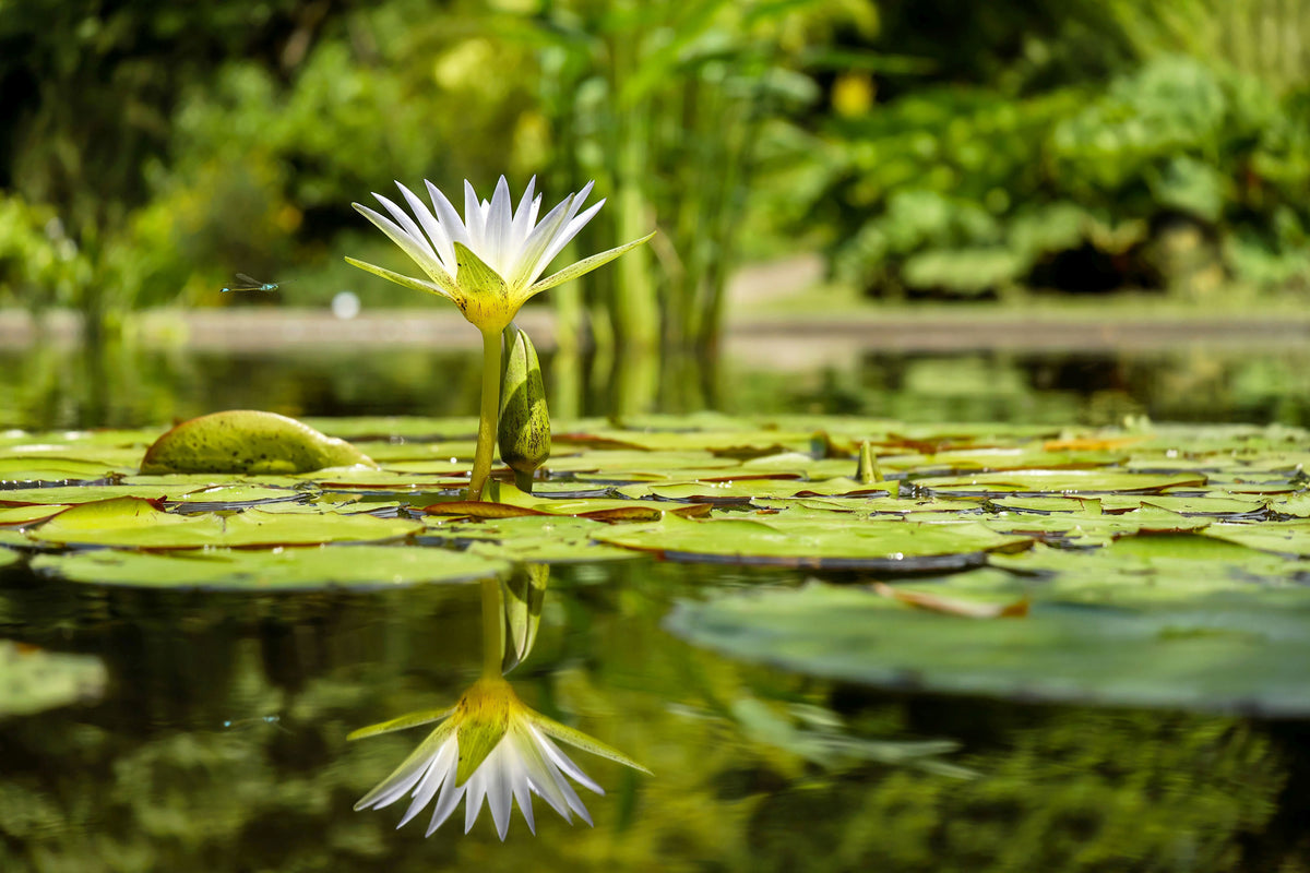 3-piece-canvas-print-water-lily-in-nature