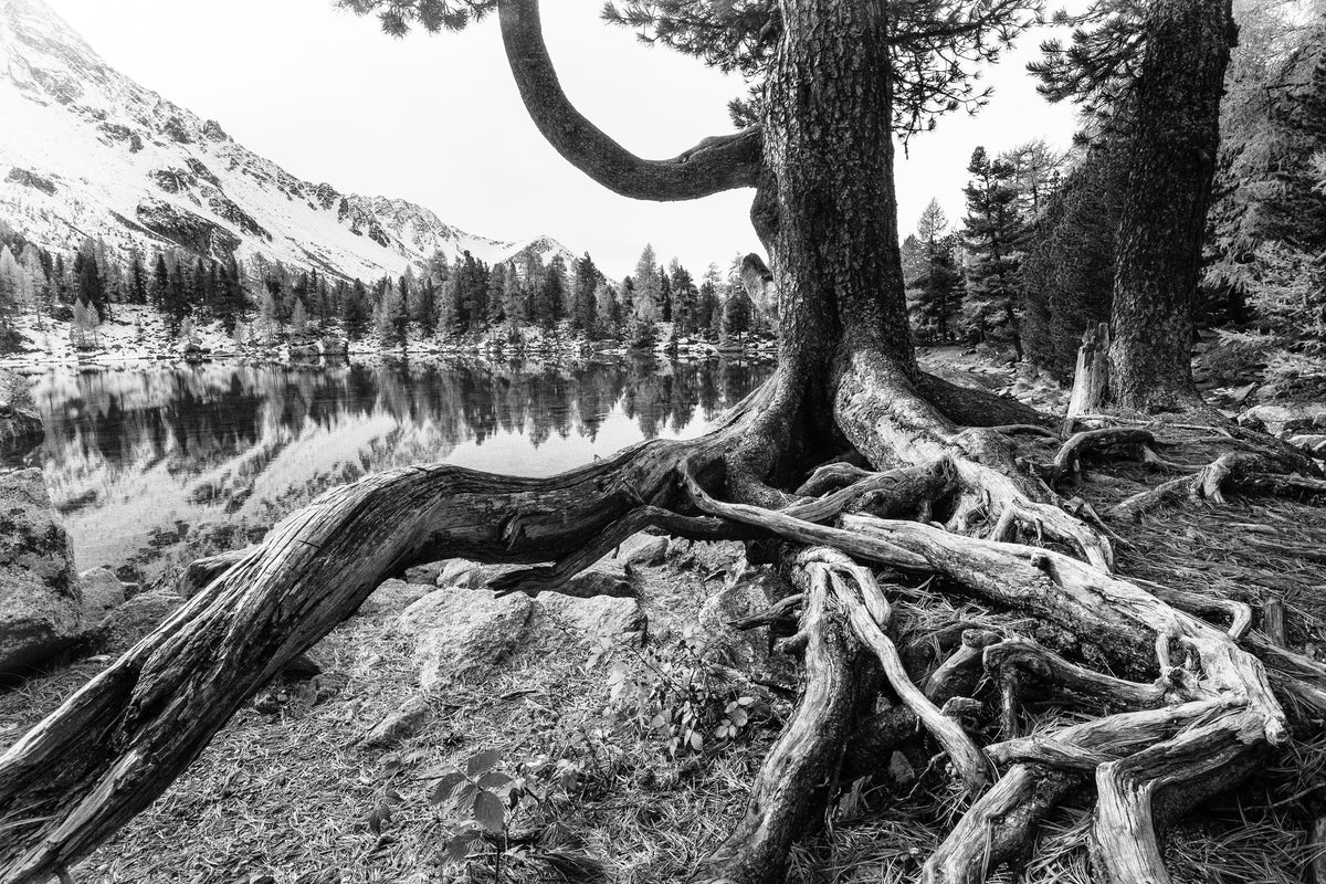 modern-3-piece-acrylic-print-old-tree
