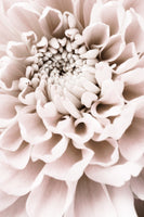 framedcanvas-print-chrysanthemum-no-01