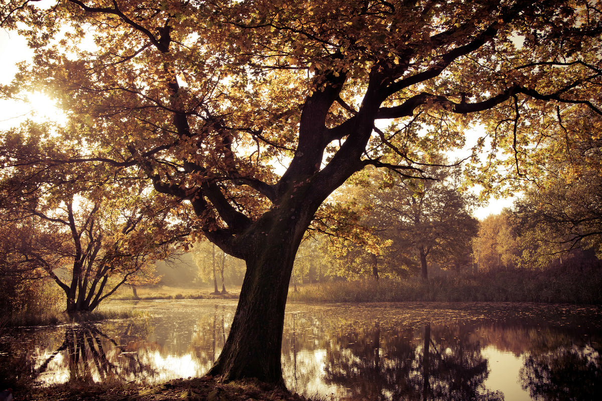 canvas-print-landscape-park