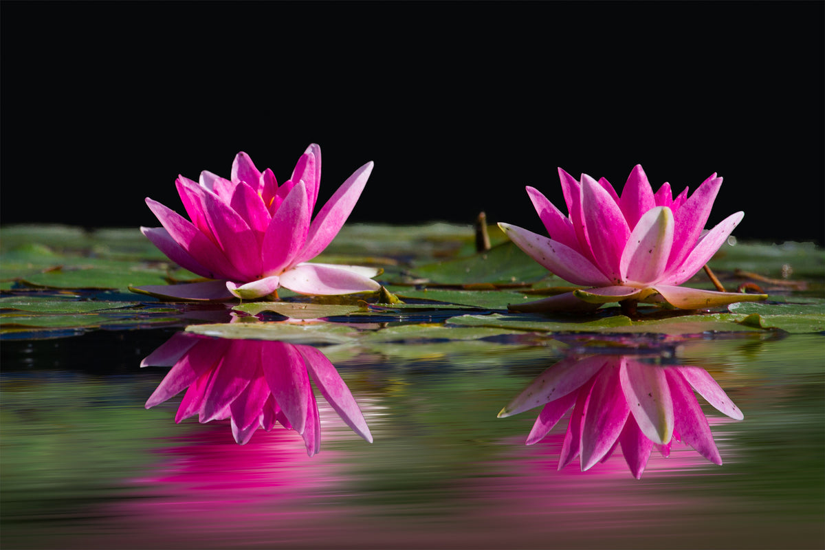 aluminium-print-water-lilies-duo-in-pink