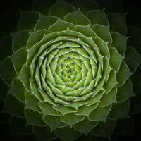 aluminium-print-succulent-2