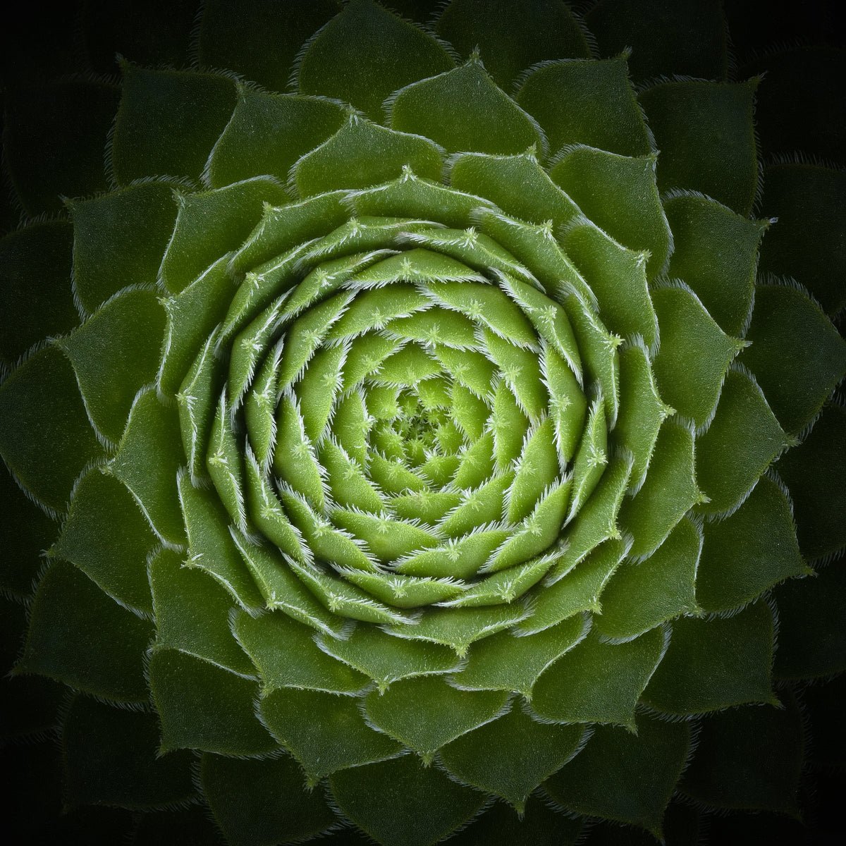 aluminium-print-succulent-2