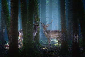 aluminium-print-deers